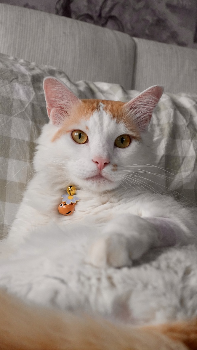 Psyco the cat who found us