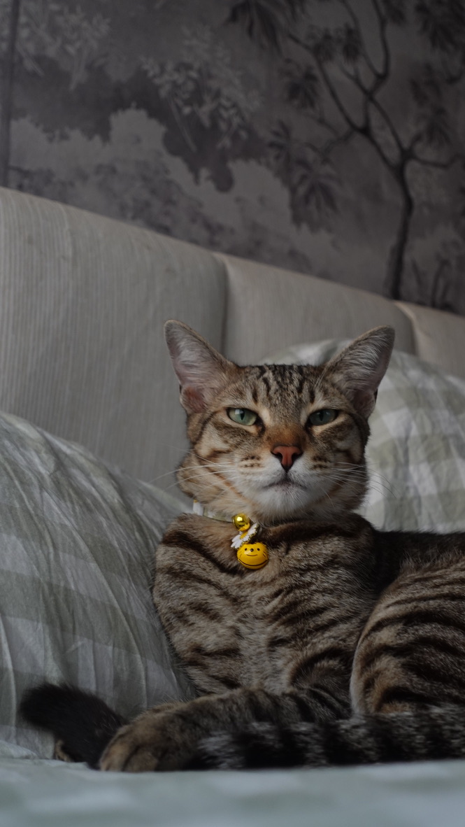 Scootu: our baby